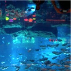 dubai aquarium 15 oct